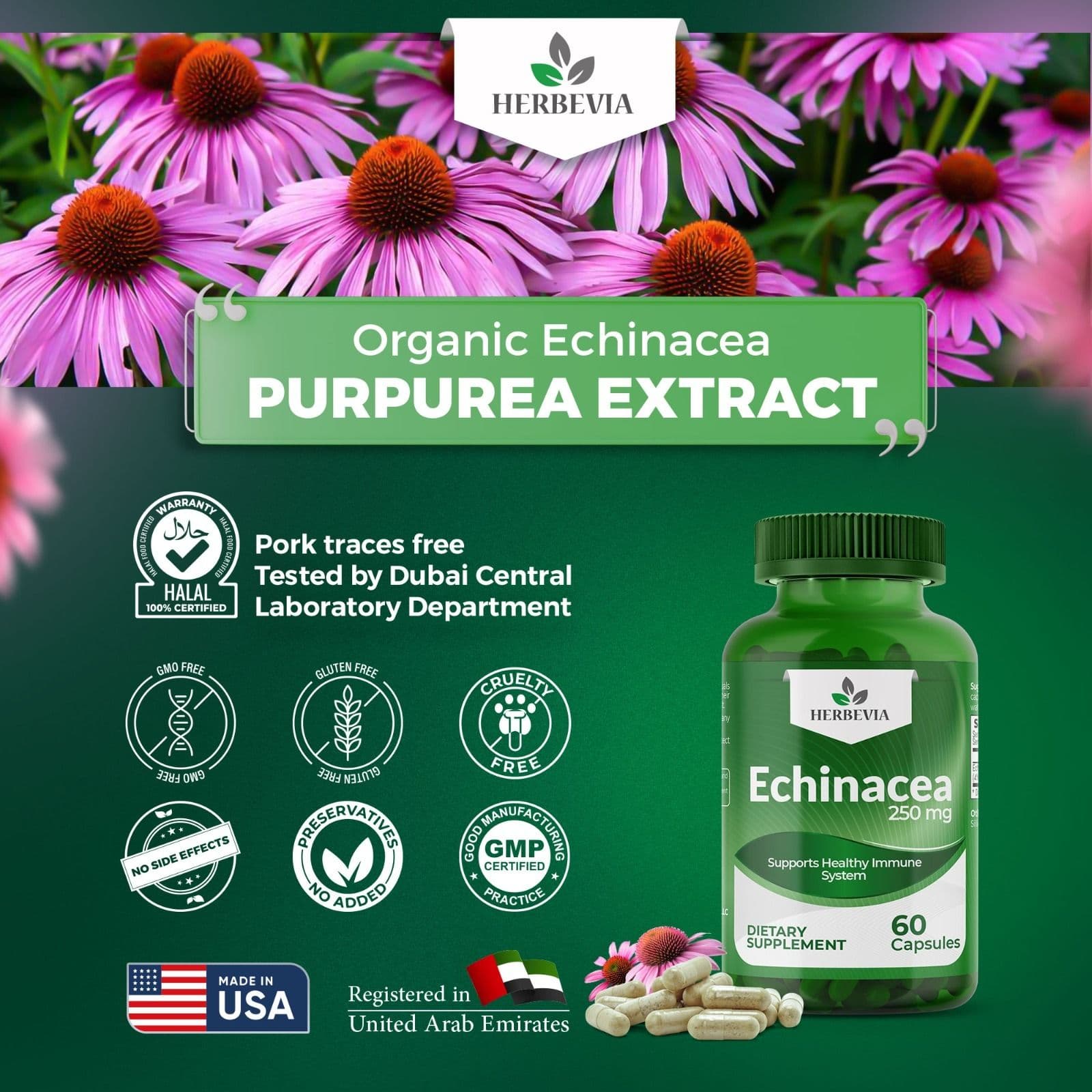 Echinacea-2